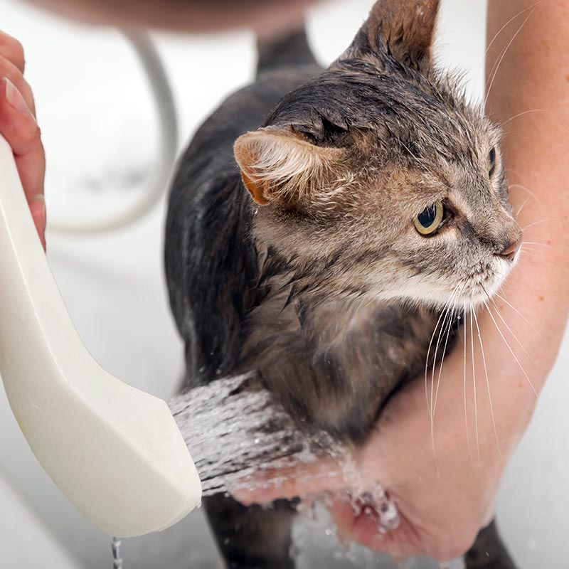 Pet Health Services in Winter Haven, FL | Garden Grove Animal Hospital